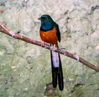 White rumped shama, male