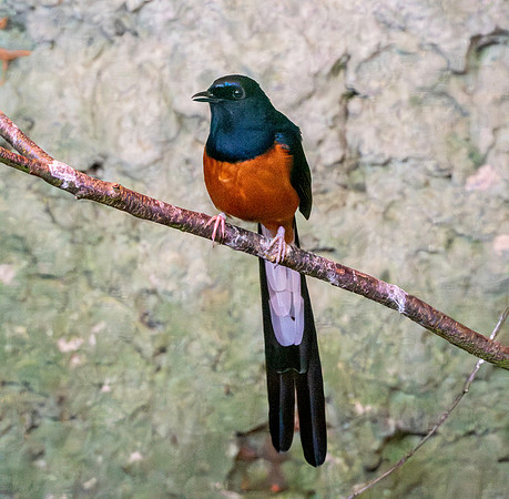 White rumped shama, male