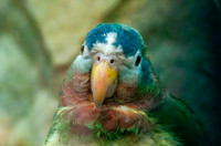 Yellow billed amazon