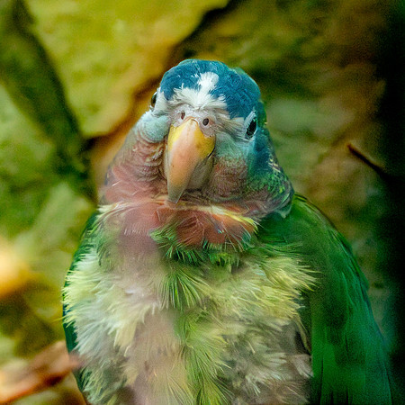 Yellow billed amazon
