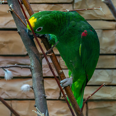 Yellow crowned amazon