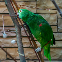 Yellow crowned amazon