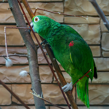 Yellow crowned amazon