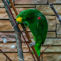 Yellow crowned amazon