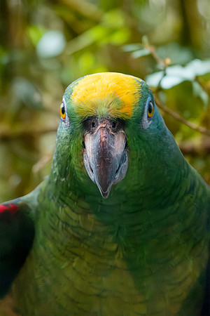 Yellow crowned amazon