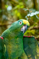 Yellow crowned amazon