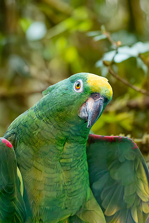 Yellow crowned amazon