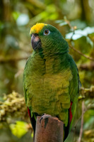 Yellow crowned amazon