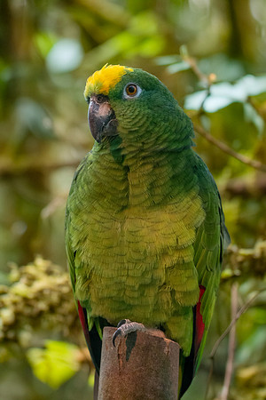 Yellow crowned amazon