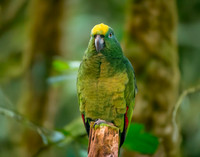 Yellow crowned amazon