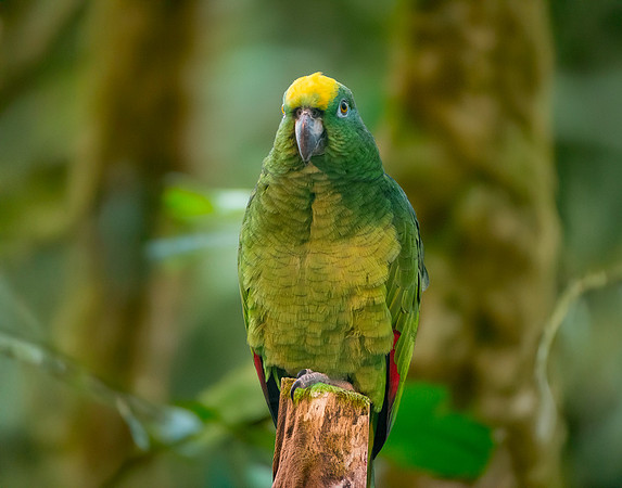Yellow crowned amazon