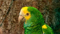 Yellow shouldered amazon parrot