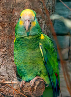 Yellow shouldered amazon parrot