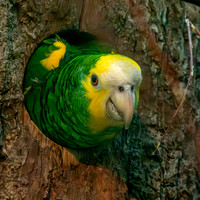 Yellow shouldered amazon parrot