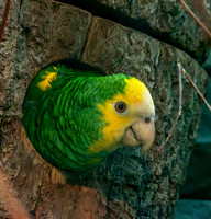 Yellow shouldered amazon parrot