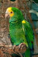 Yellow shouldered amazon parrot