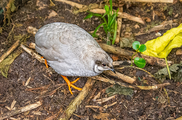 Chinese painted quail