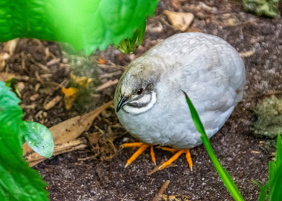 Chinese painted quail