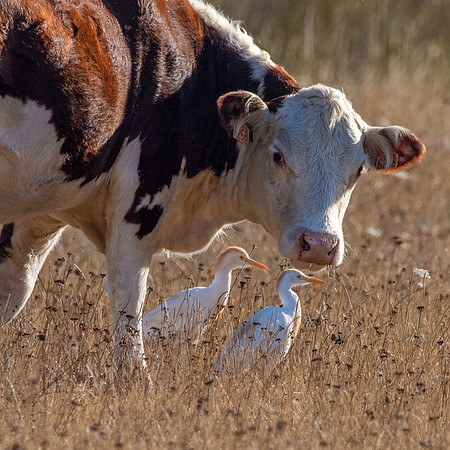 Cattle egret