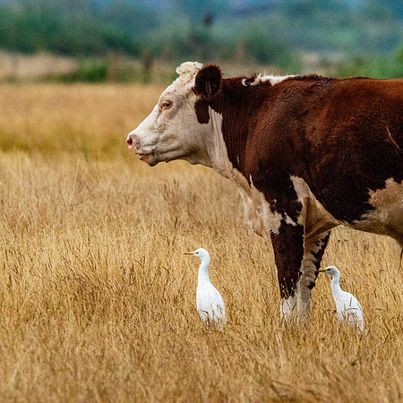 Cattle egret