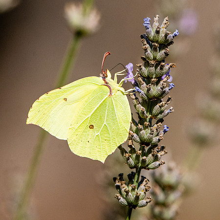 Common brimstone