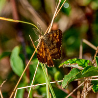Common heath moth