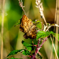 Common heath moth