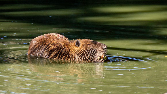 Coypu / Nutria
