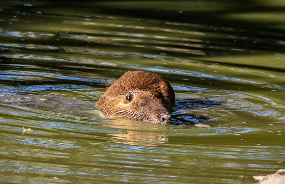 Coypu / Nutria