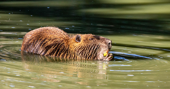 Coypu / Nutria