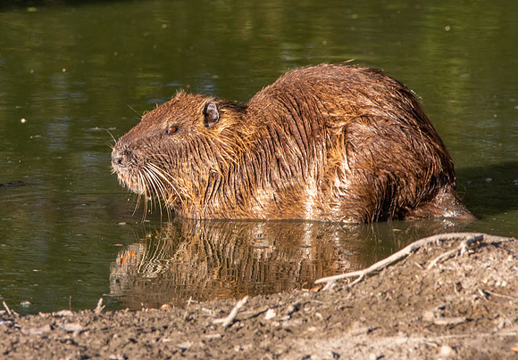 Coypu / Nutria