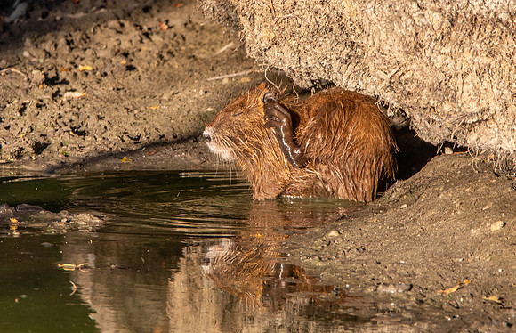 Coypu / Nutria