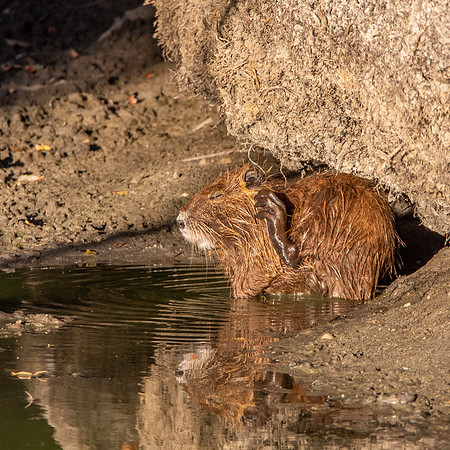 Coypu / Nutria