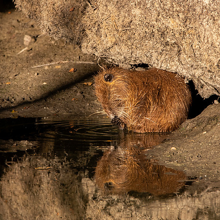 Coypu / Nutria