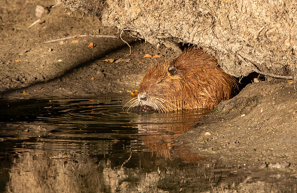 Coypu / Nutria