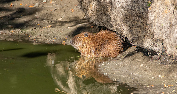 Coypu / Nutria
