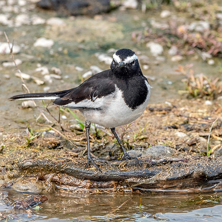 White browed wagtail