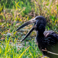 African openbill stork