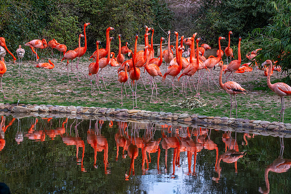 American Flamingo