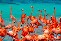 American Flamingo