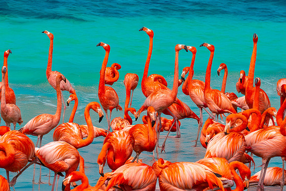 American Flamingo