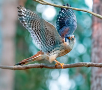American kestrel, male