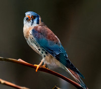 American kestrel, male