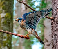 American kestrel, male