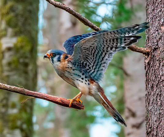 American kestrel, male