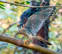 American kestrel, male