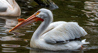 American white pelican
