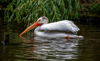 American white pelican