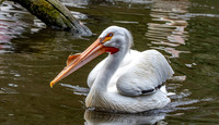 American white pelican