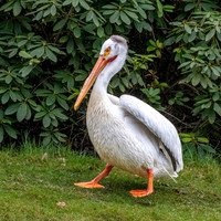 American white pelican